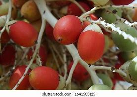 Image result for Palm Tree Branch