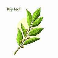 Image result for Bay Leaf Illustration