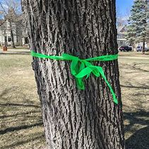 Image result for Wooden Ribbon Tree