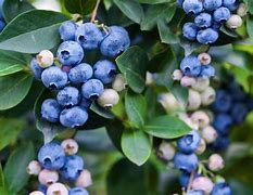 Image result for Fruit and Vegetables Plants