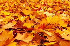 Image result for Maple Leaves Template Printable