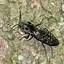 Image result for Grey and Black Beetle