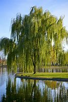 Image result for Salix Babylonica Weeping Willow