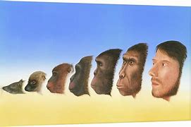 Image result for Human Evolution Design