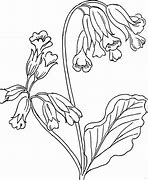 Image result for Plant Cell Coloring Page Printable