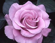 Image result for Tea Rose Color