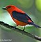 Image result for Red Bird and Tree Branch Illustration