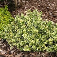 Image result for Evergreen Wintercreeper Shrub with Red Berries