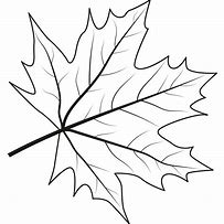 Image result for Maple Leaf Outline Vector File