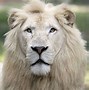 Image result for Lion Head White Background