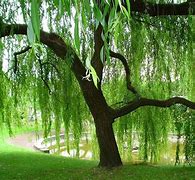 Image result for Willow Tree Home