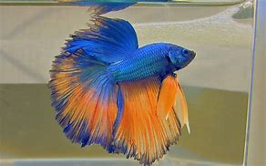 Image result for Betta Dying