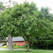 Image result for Evergreen Elm Tree