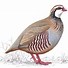 Image result for partridge bird painting