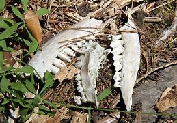 Image result for Big Dead Deer