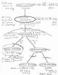 Image result for Cellular Respiration Diagram Worksheet