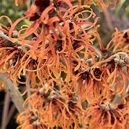 Image result for Hamamelis Witch Hazel