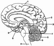 Image result for Empty Brain Diagram