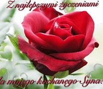 Image result for Wet Single Stem Red Rose