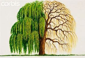 Image result for Willow Tree Design