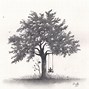 Image result for Tree Branch Pencil Drawing