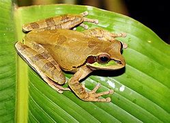 Image result for Tree Frog Pattern