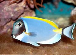 Image result for Blue Tang Fish Clip Art