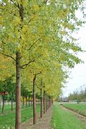 Image result for Acer Saccharinum