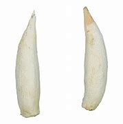 Image result for Beaked Whale Teeth