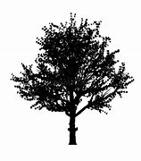 Image result for Apple Tree Silhouette Vector