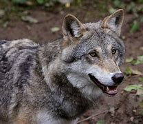 Image result for Wolf Kid Art