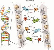 Image result for DNA Chemical Sgtructure