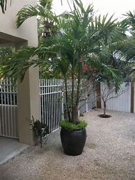 Image result for Potted Palm Tree