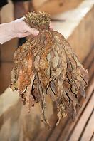 Image result for Tobacco Leaf Bundle