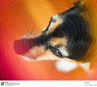 Image result for Jack Russell Terrier Cocker Spaniel Mix