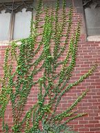 Image result for Ivy around Pool Wall