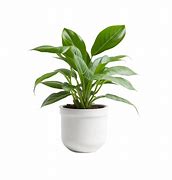 Image result for Indoor Plant Wallpaper