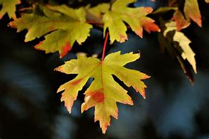 Image result for Maple Leaf Coloring