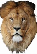 Image result for Lion Head White Background