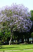 Image result for North American Flowering Trees