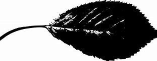 Image result for Birch Leaf Silhouette