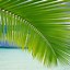 Image result for Tropical Palm Leaves