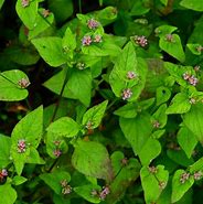 Image result for Persicaria Purplke Leaf White Flower