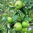 Image result for A Picture of an Apple Tree