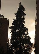 Image result for Cartoon Pine Tree Silhouette