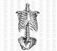 Image result for Rib Cage and Pelvis