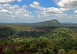 Image result for Asia Jungle