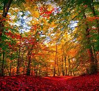 Image result for Large Fall Pictures