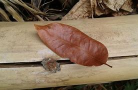 Image result for Leaf Identification Cards