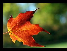 Image result for Fall Leaf Pile Clip Art